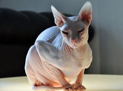 don-sphynx-7-700x520.jpg