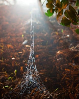 Эйфелева башня в лесу из паутинок!.jpg