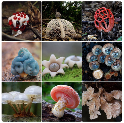 необычные грибы.png