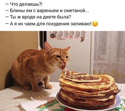 блинский кот.jpg