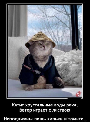 будда-кот.jpg
