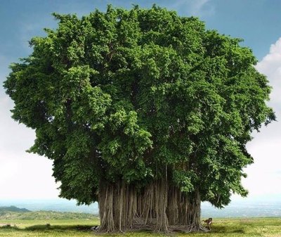 Национальное дерево Индии - баньян.jpg