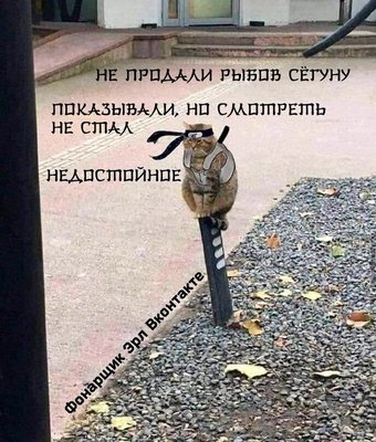 недостойное юмор кот рыба.jpg