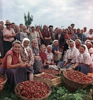 Урожай клубники, 1957 год, Краснодарский край.jpg