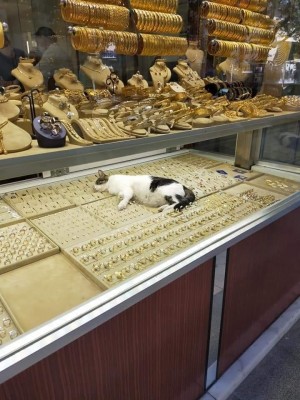 В Турции у кошек вседозволенность..jpg