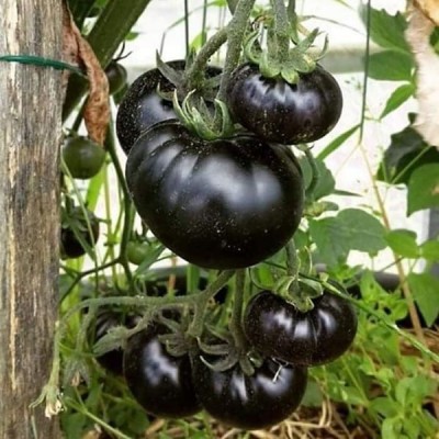 Впервые вижу черные томаты..jpg