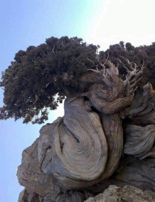 Древнейшая остистая сосна, растущая в парке Inyo Nat в Восточной Калифорнии. установлено что ей 4850 лет..jpg
