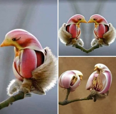 Магнолия Лилифлора - цветы, похожие на птиц.jpg