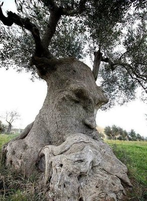Думающее дерево - Древнее оливковое дерево в Апулии, Италия.jpg