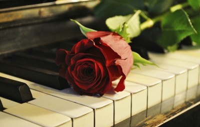 roza-cvetok-royal-pianino.jpg