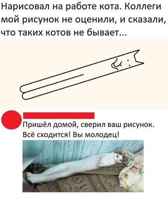 кот в длину.jpg