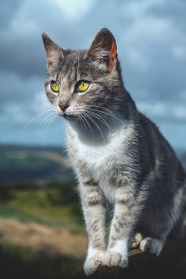 Кошка в доме - счастья много..jpg