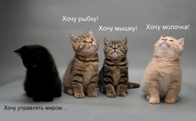 котенок упарвлять.jpg