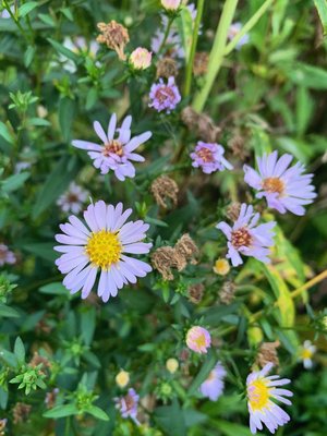IMG_0515.jpeg