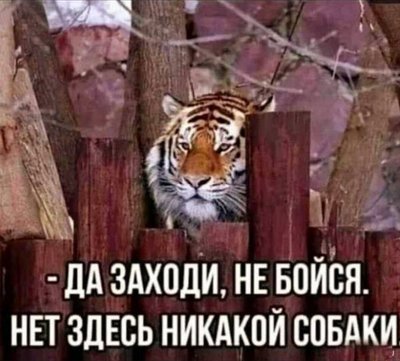 тигр-собака-юмор.jpg