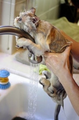tumblr_p544denEEx1w3o4pvo1_400.jpg