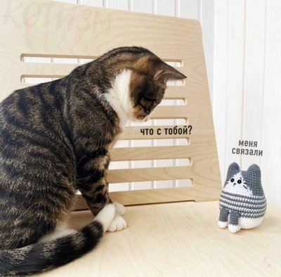 связали кота.jpg