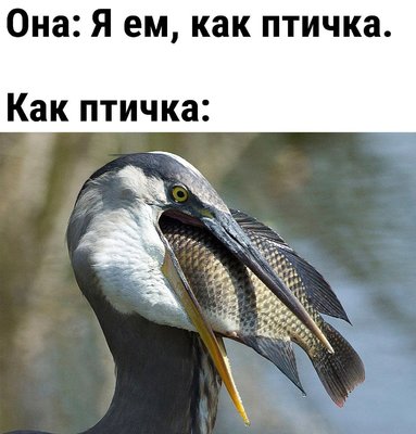 ем птичка.jpg