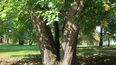 IMG_7514-хор.jpg