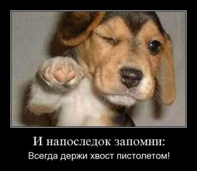хвост пистолетом.jpg