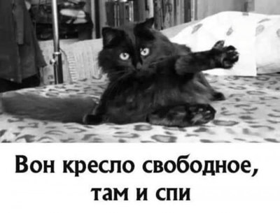 кресло кот юмор.jpg