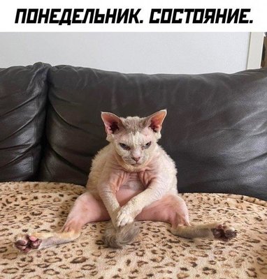 понедельник кот юмор.jpg