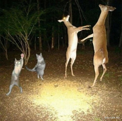 танцы котов.jpg