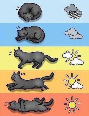 Предсказания по вашим котам..jpg