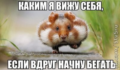 хомяк бежит.jpg