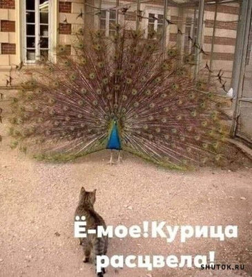 куриа расцвела.jpg
