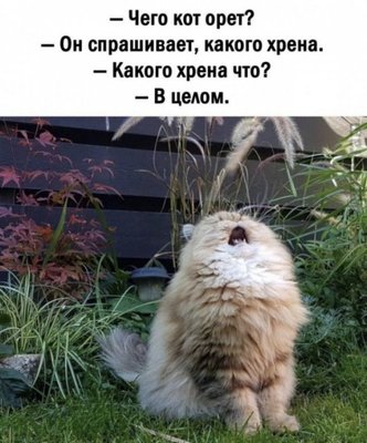 кот орёт юмор.jpg