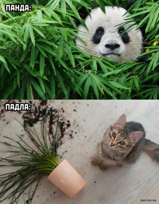 падла.jpg