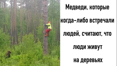 медведь.png
