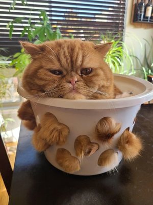 Кошки, которые похожи на жидкость.jpg