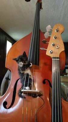 кот с контрабасом.jpg