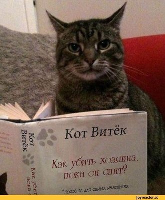 кот витек.jpg