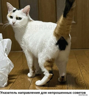 кот совет.jpg