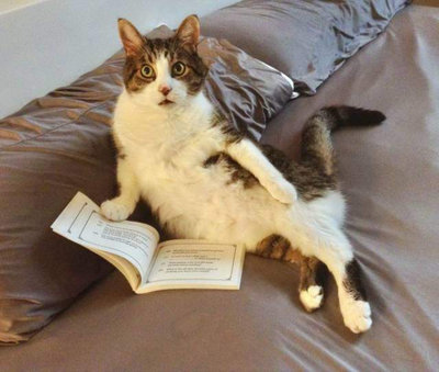 кот читает.jpg