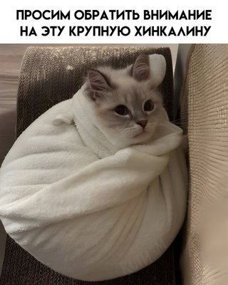 кот хинкаль.jpg