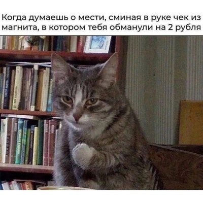 кот чек.jpg