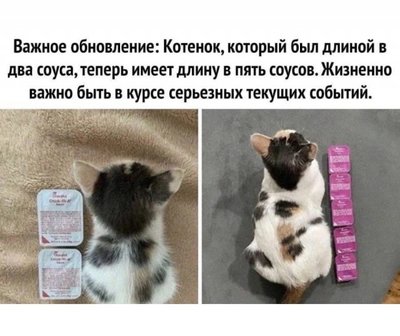 кот соус.jpg