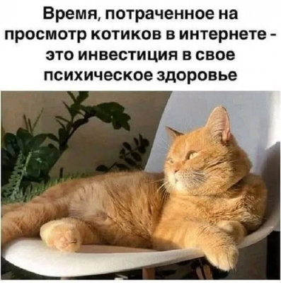 кот здоровье.jpg