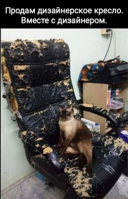 кот кресло.jpg