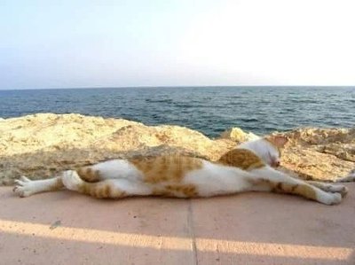 кот пляжный.jpg