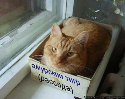 кот рассада.jpg