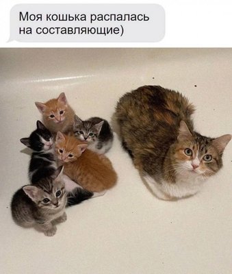 кот состав.jpg