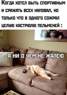 кот пельмень.jpg