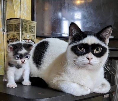 кот очки.jpg