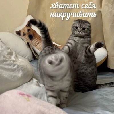 кот накручивать.jpg