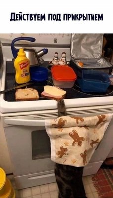 кот прикрытие.jpg